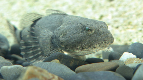 Obdivuhodný svět přírody - Vranka třípásá