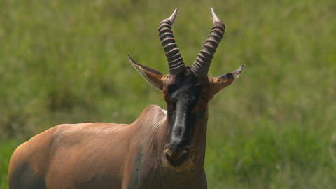 Obdivuhodný svět přírody - Buvolci modří, Keňa