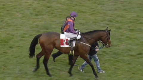 Jezdectví - Gomba handicap