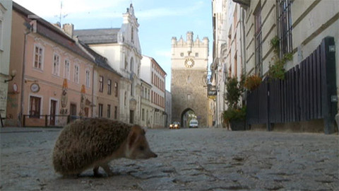 Podivuhodná cesta ježka Aladina - 12/13 Ve městě