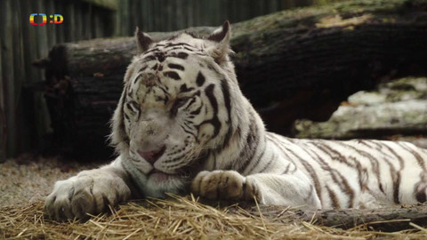 Terčin zvířecí svět - 10. dubna