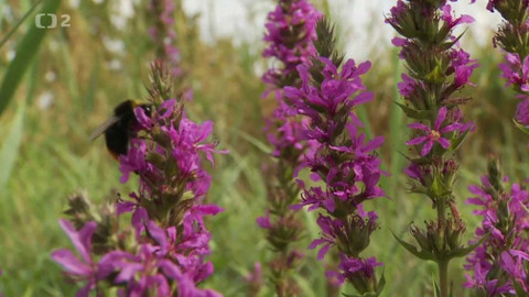 Novinky z přírody - Epizoda 20/53