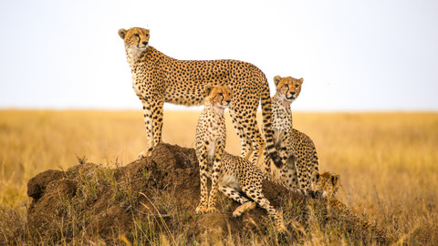 Svět zvířat - 9/20 Divoké kočky