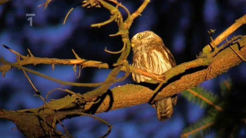 Živé srdce Evropy - Kulíšek nejmenší