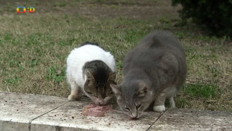 Zprávičky - 12. února 2020