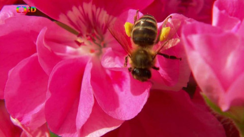 Moje zahrádka - Kam letí včelka?