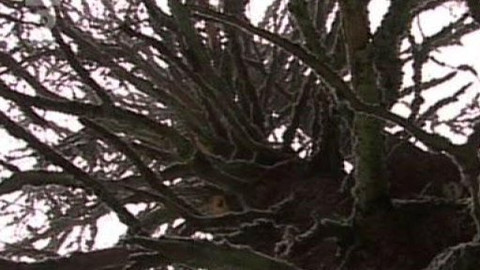 Přidej se - Horské smrčiny