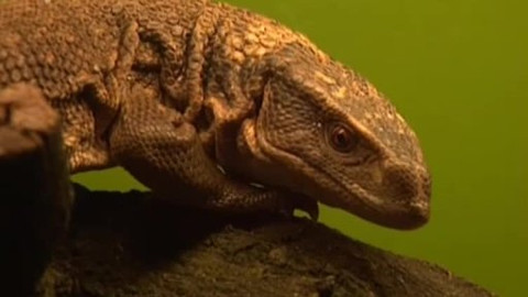 Moudronos - Cesty ke zvířatům