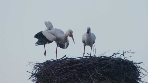 Ptačí rodinky - Čapí námluvy