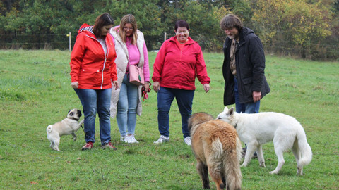 Kočka není pes - Kousavá Ginny a nesmělý cestovatel Beny