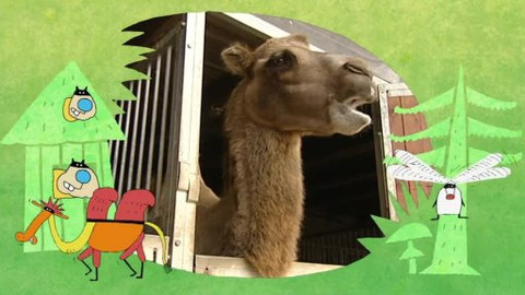 Náš zvěřinec - Havran, vrána, krkavec a kdo dál?