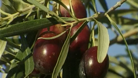 Cestománie - Řecko