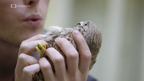 Do divočiny! - 6. Zvířecí záchranka