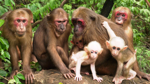Obdivuhodný svět přírody - Makak medvědí, Thajsko