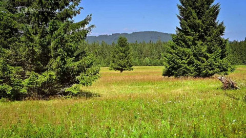 Kapka vody - Důležitost stromů