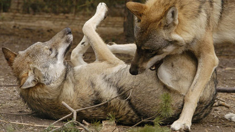 Bráškové - 6/7 Příběh šestý