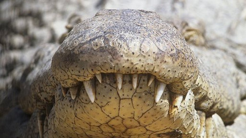 Hitparáda zvířecích zabijáků - 2/5 Deset tvorů se super smysly