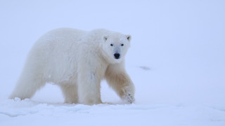 Rok na planetě Zemi