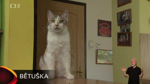 Chcete mě? - Chcete je?