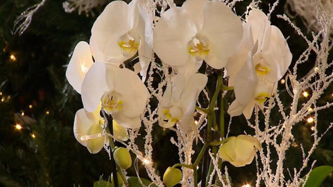 Polopatě - 13. prosince 2020