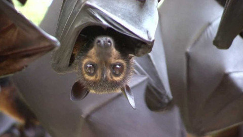 Dobrodružství vědy a techniky - Jenny a její kaloni