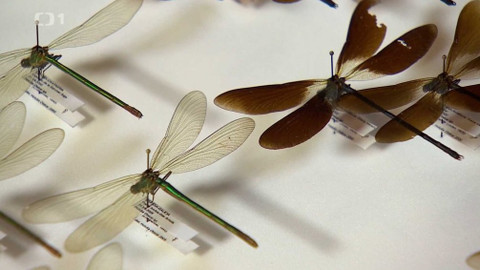 Týden v regionech (Brno) - 8. června 2019