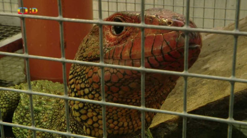 Terčin zvířecí svět - 16. prosince 2022