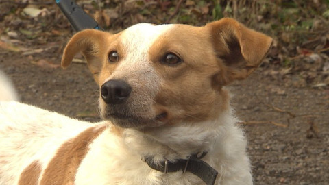 Chcete mě? - Chcete je?