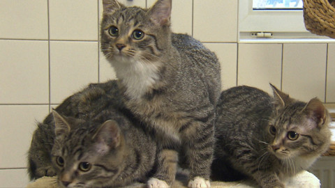 Chcete mě? - Chcete je?