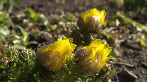 Týden v regionech (Brno) - 29. března