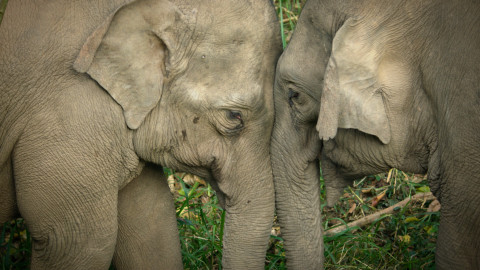 Divoká říše - 3/3 Jün-nanští sloni