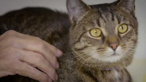 Zvířecí profesionálové - Kočky, které těší babičky a dědečky