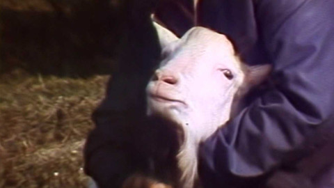 Archiv dne - 25. únor 1990: Kozel Kurt