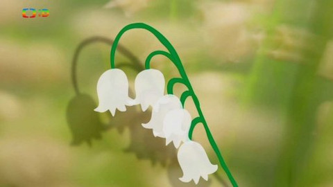 Živý svět: Kvítí - Konvalinka