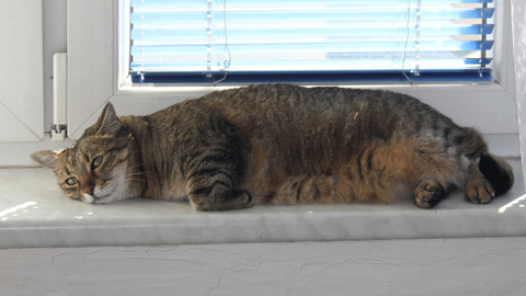 Kočka není pes - Rozmazlená Číča a konfliktní Bára