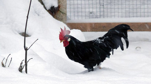 Malá farma - Vetřelec na farmě