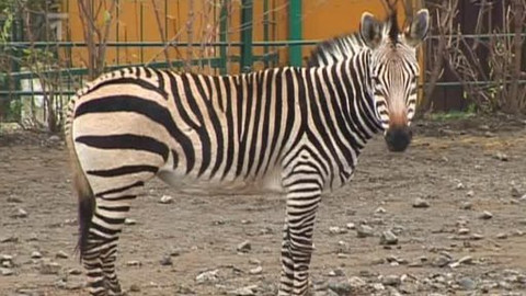 Přežili rok 2000 - 7/9 Zebra Hartmannové