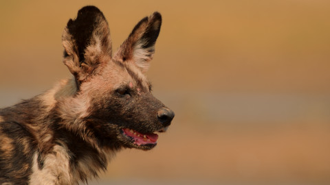 Dynastie - 4/5 Psi hyenoví