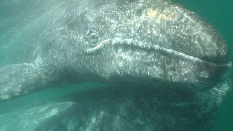 Obdivuhodný svět přírody - Plejtvákovci šedí