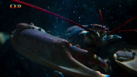 V divočině, tam to žije - Epizoda 15/40