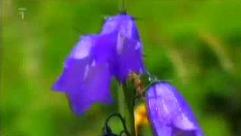 Živé srdce Evropy - Zvonek český