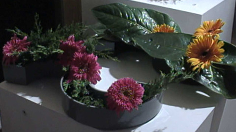 Archiv ČT24 - Květinová krása
