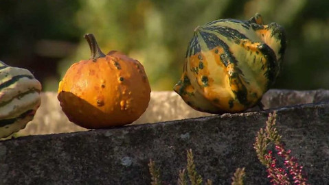 Moje zahrádka - Dýňová paráda