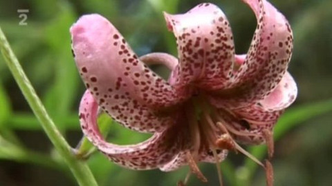 Přidej se - Slovensko I.