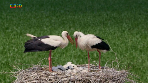 Ptačí rodinky - Čapí dobroty