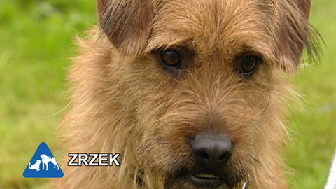 Chcete mě? - Chcete je?