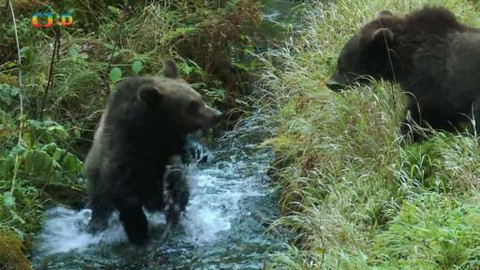 Méďové na cestách - 21/43 Jeseníky