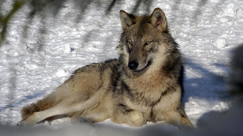 Bráškové - 7/7 Příběh sedmý