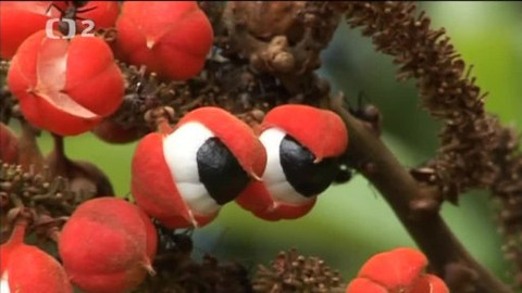 Přidej se - Brazílie III.