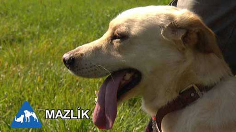 Chcete mě? - Chcete je?